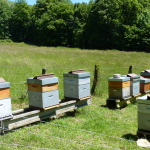 Un apiculteur a installé ses ruches sur le domaine